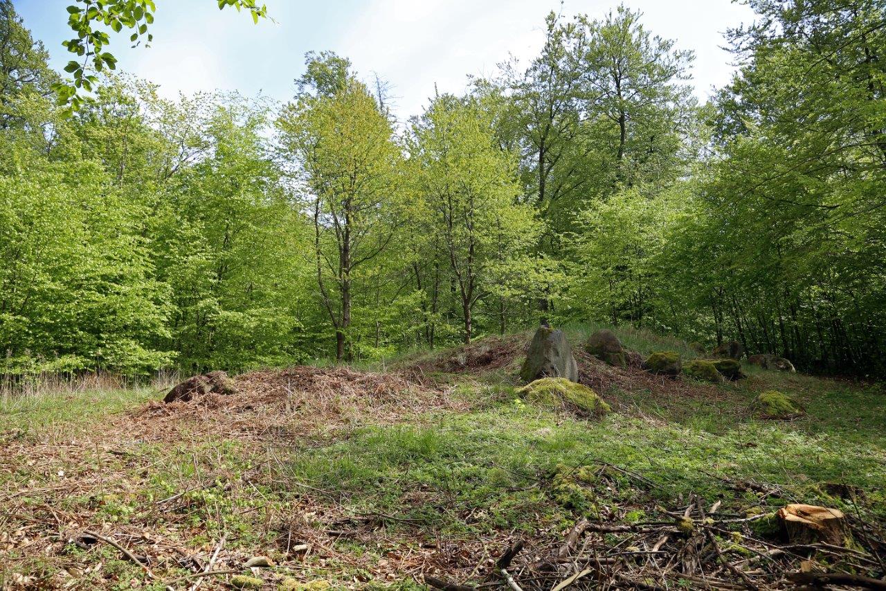 Boghvededyssen efter rydningen